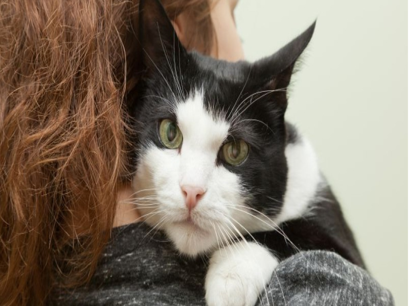 Saiba mais sobre a toxoplasmose, a “doença do gato”